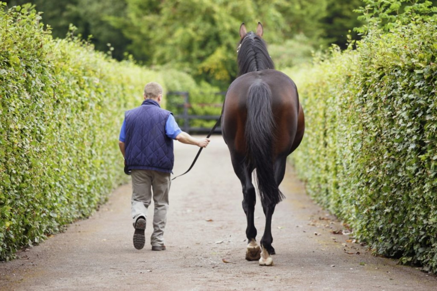 Equestrian